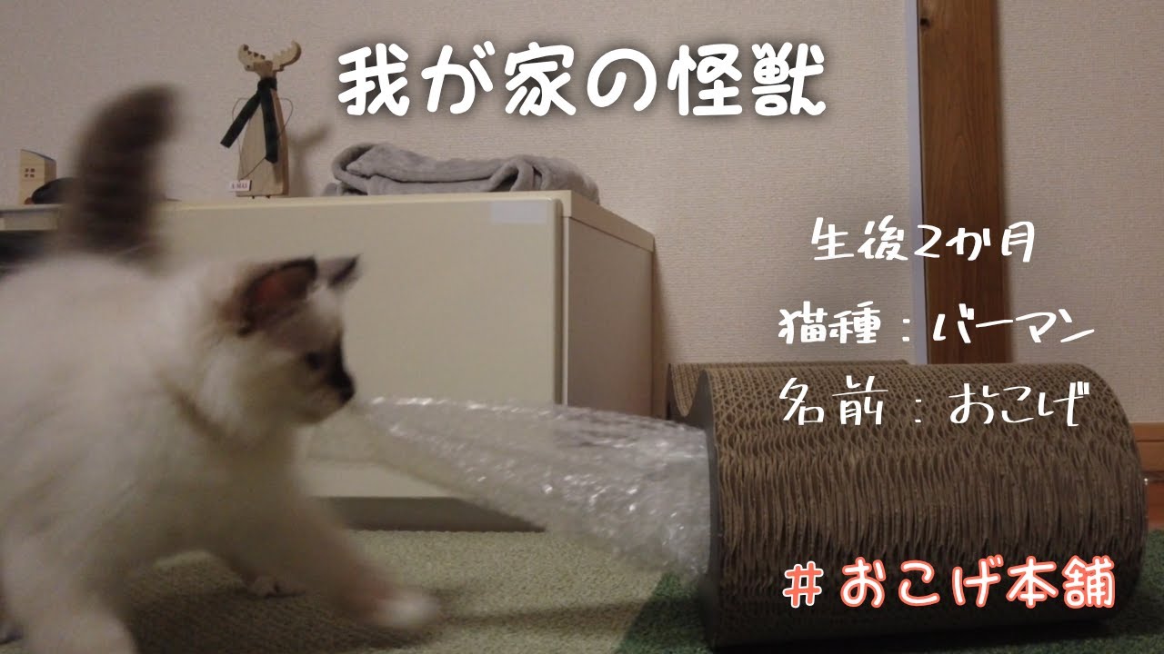 お迎えして1週間後の子猫とそのまとめ【バーマン】