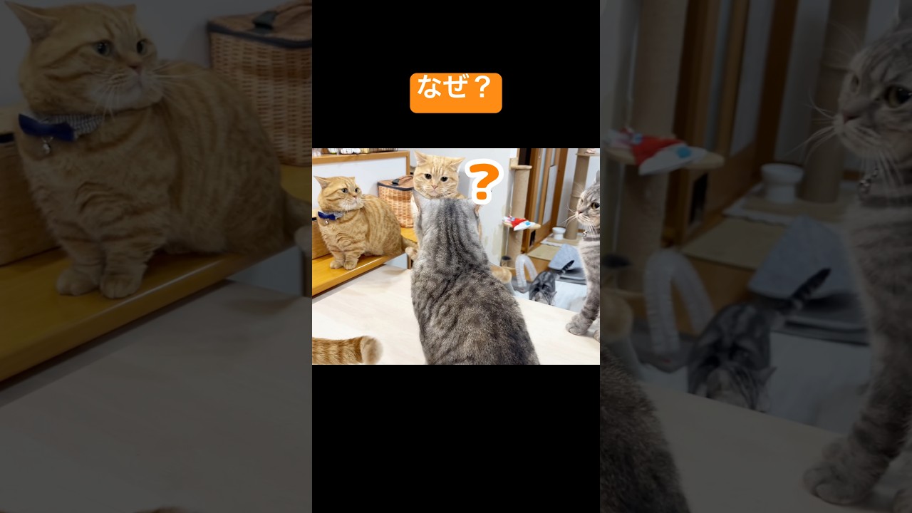 みんなの頭に？が浮かぶポッポママの行動 #猫 #マンチカン #shorts