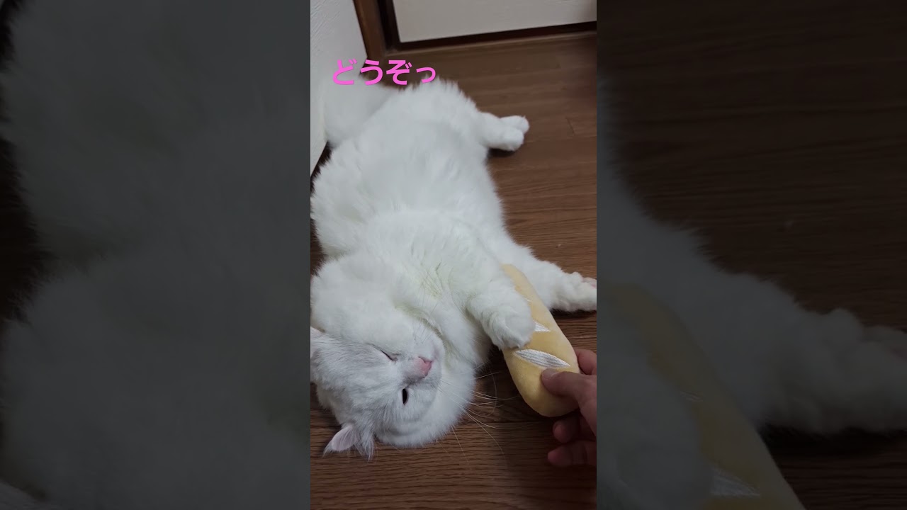【オッドアイ幸せを呼ぶ猫】パン🍞をあげた時のラビちゃんの行動#猫#cat#白猫#キンカロー#shorts
