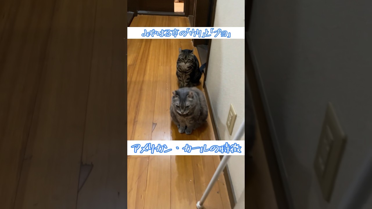 【猫種】「アメリカン・カール」の特徴