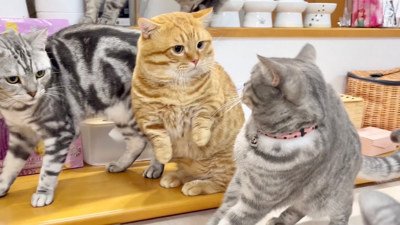 ぽちゃくんが茶々パパに反撃しなくなった理由とは... #猫 #マンチカン