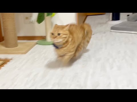 珍しいぎんちゃんvs茶々パパの大運動会 #猫 #マンチカン