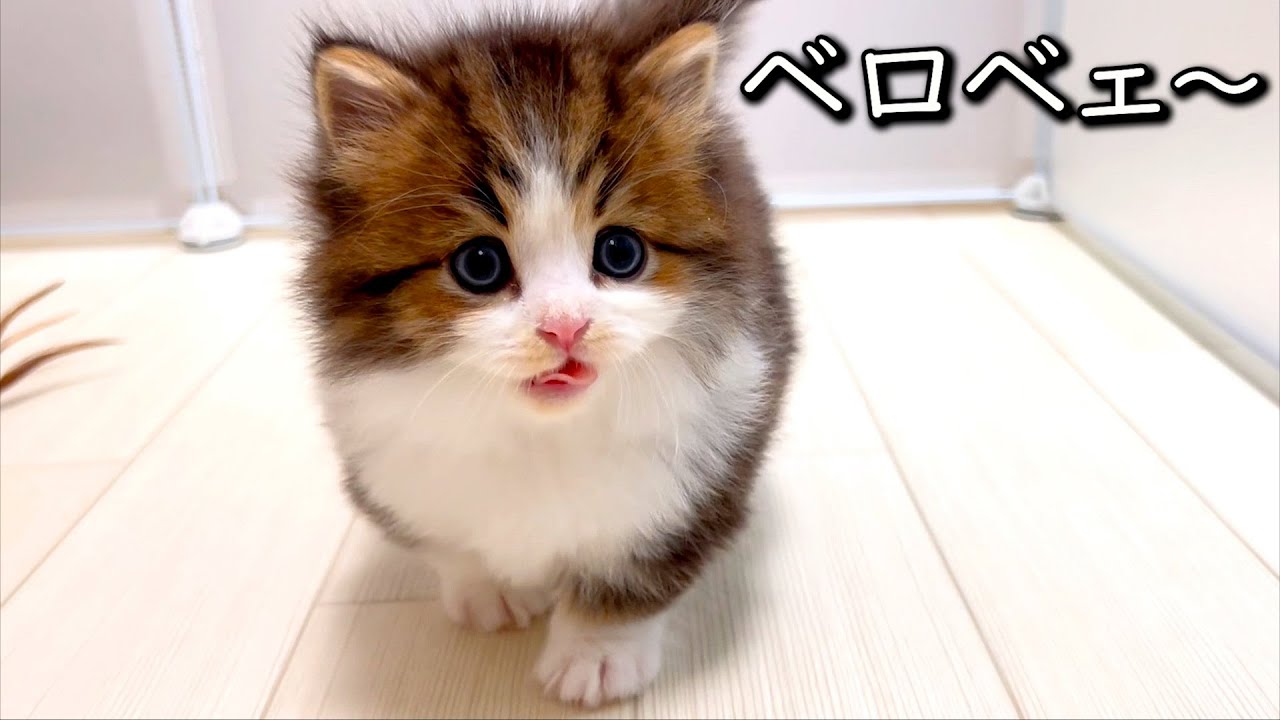 【マンチカンの子猫】子猫の口周りは舐め過ぎなのかミルク焼けなのかな件 ∼猫のいる生活Vol.836~ 出産動画 マンチカン短足・ミヌエット・ペルシャ猫専門ブリーダー『ペット蔵人』【子猫の成長記録】