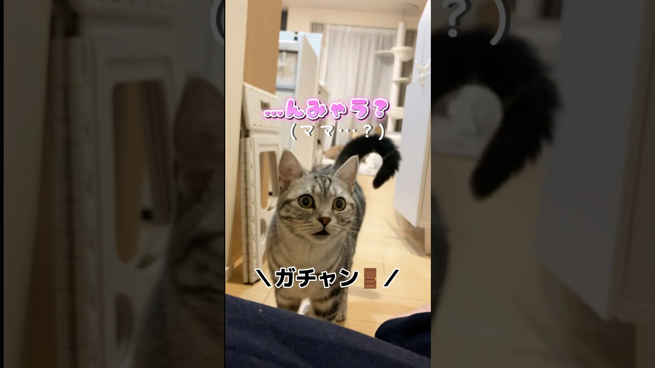 ママが帰宅直後にトイレに行ったらお出迎え猫がこーなっちゃった。   #猫動画 #お出迎え猫 #アメリカンショートヘア