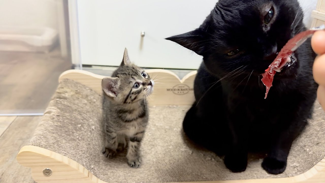 生後38日 間違ったちゅーるの食べ方を教わる子猫【山菜兄妹#37】Kitten being taught how to eat treats the wrong way.