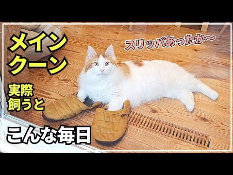 寒い朝はスリッパで暖を取る大型猫メインクーン