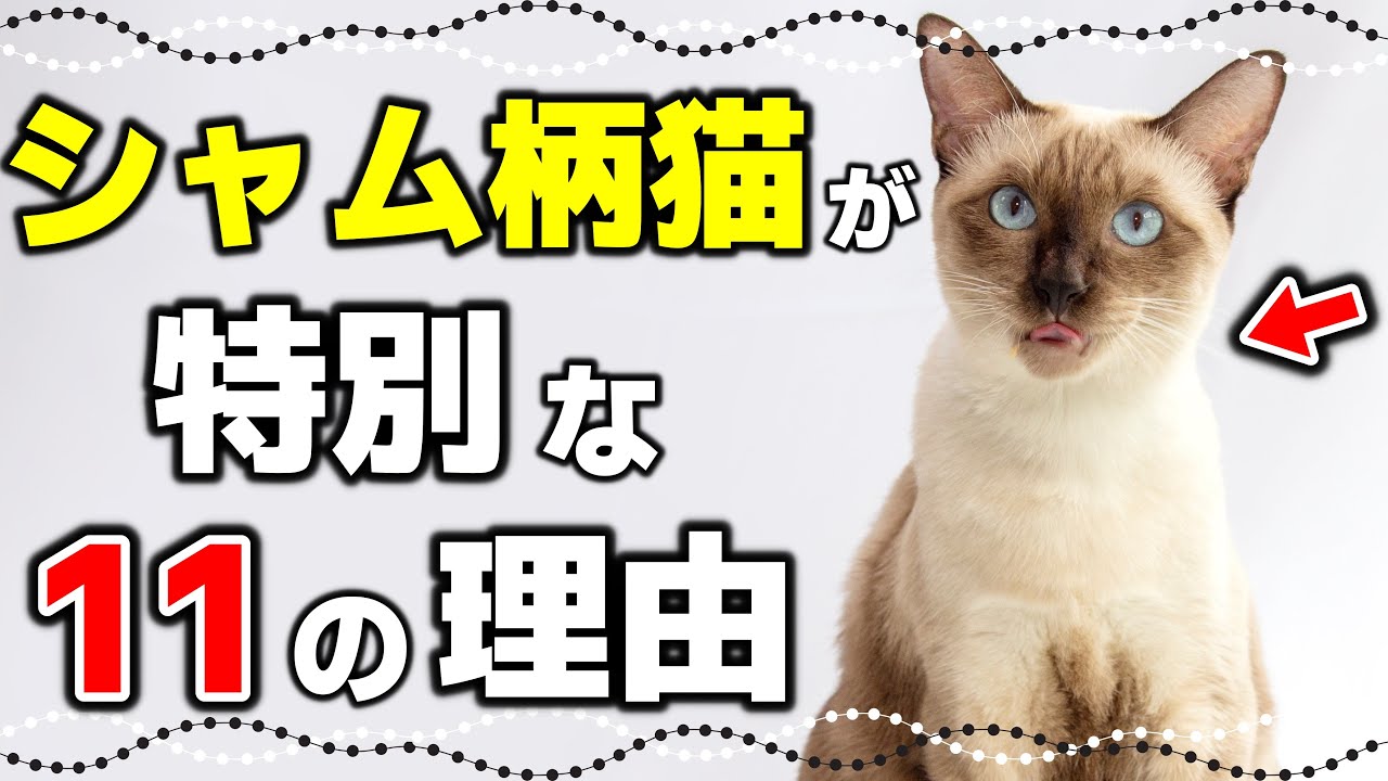 【シャム系猫の真実】シャム柄猫（ポインテッド猫）の11の魅力