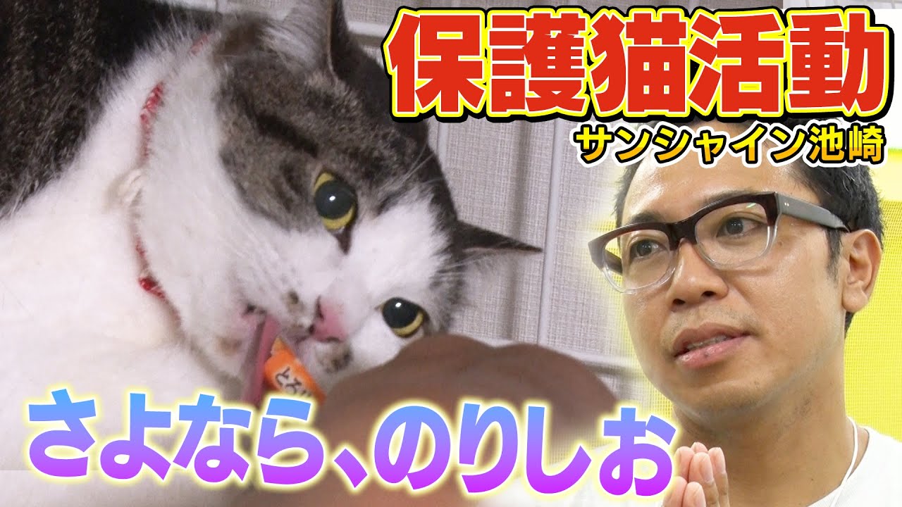 【のりしおとお別れ③】猫おじさんから卒業！保護猫のりしおが新しいお家に！【サンシャイン池崎】