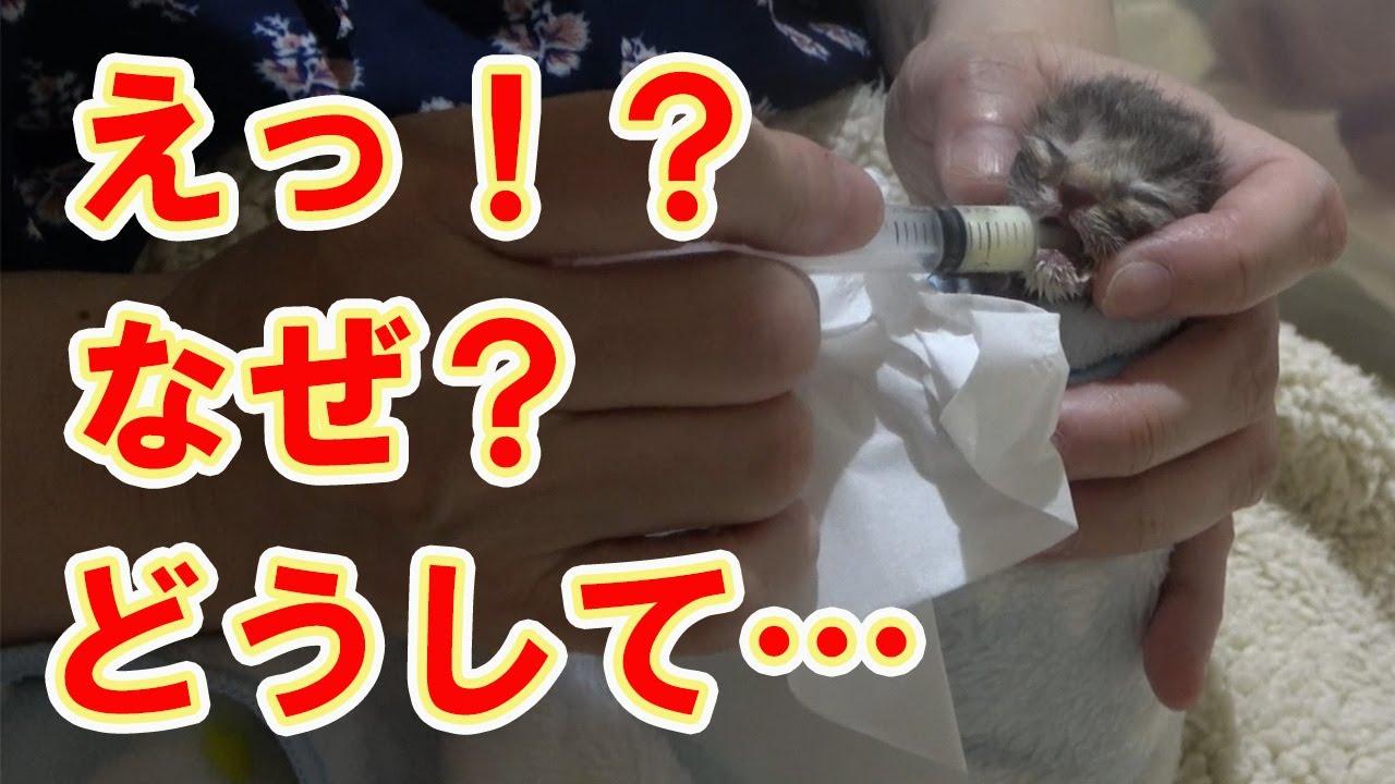 【保護猫】レスキューした子猫⑥たった６日間しかお世話出来ませんでした…