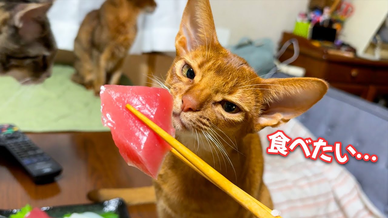 マグロが食べたすぎる子猫の”圧”がすごすぎました…