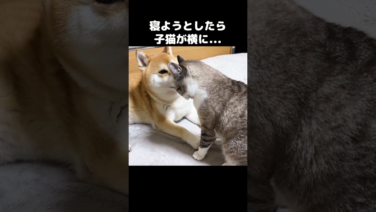 寝ようとしたら子猫が横にきた　#shorts
