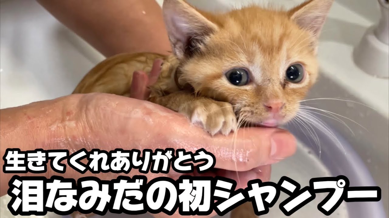 医師に『生きれない』と言われた子猫が成長し初めてシャンプー出来ました