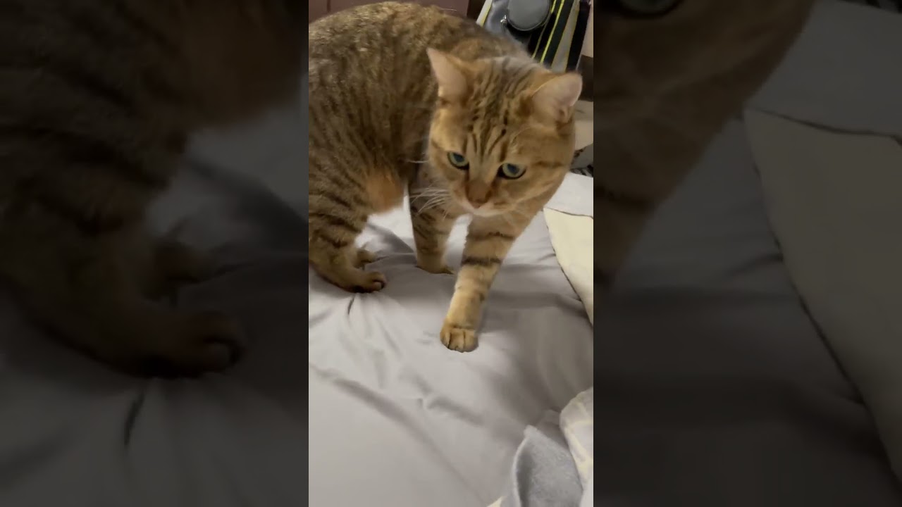 【レア映像】猫が鳥肌をたてるとこうなりますｗｗｗ　#shorts