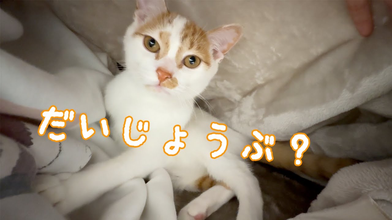 ママの体調が悪いときに寄り添ってくれる優しい子猫