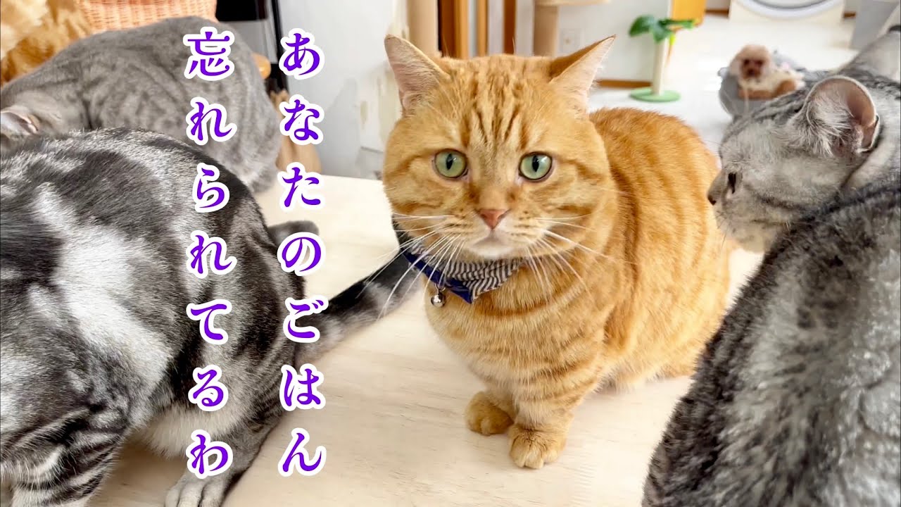 まさか！ママが茶々パパのごはんを配膳するのを忘れてしまった結果... #猫 #マンチカン