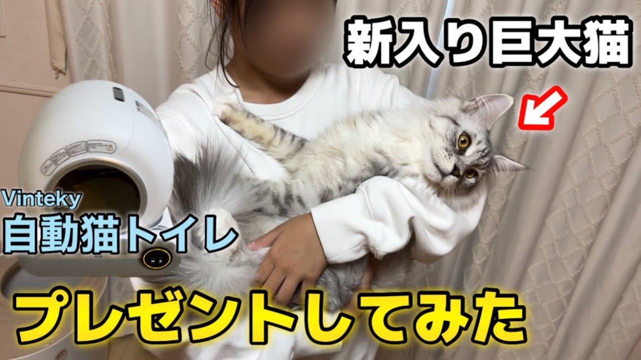 新入りのメインクーンに自動猫トイレプレゼントしたらまさかの反応でしたw