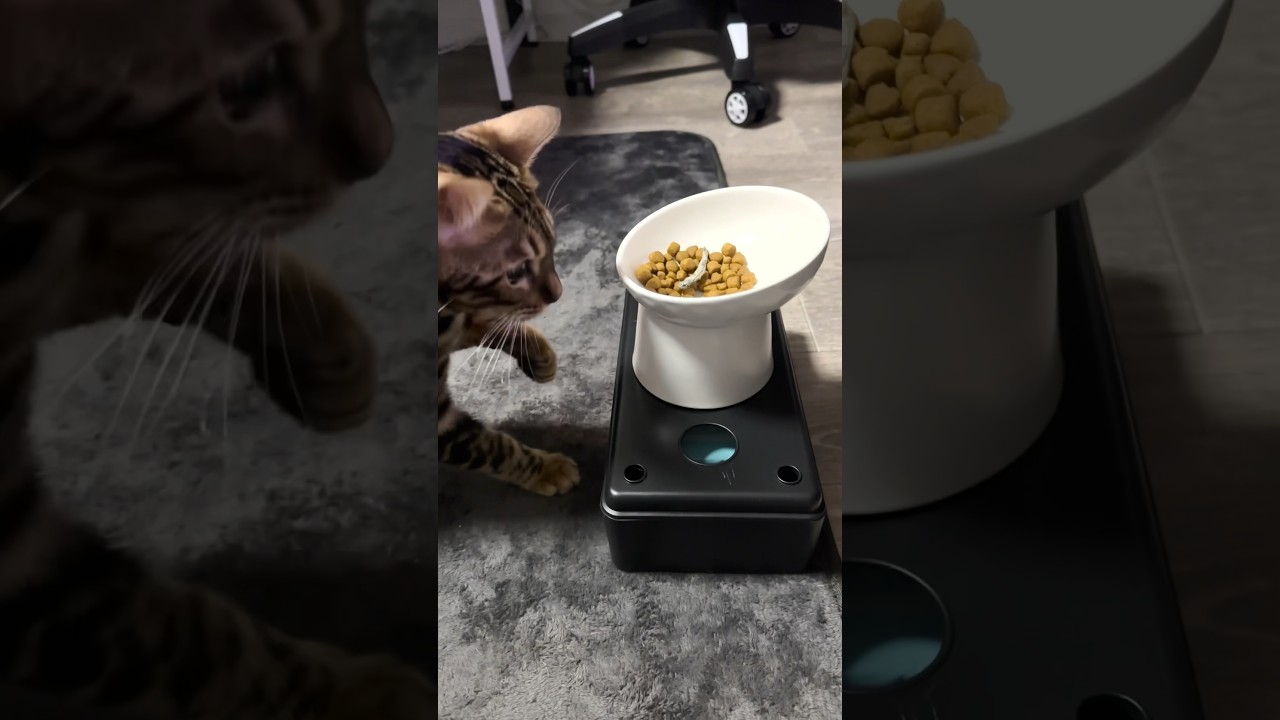 魚が嫌いなねっこ【子猫】#shorts #cat #ベンガル