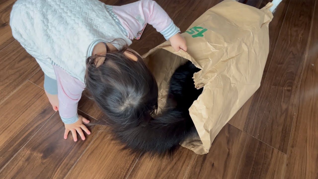 成長著しい二歳児の世話になる猫　ラガマフィン　A cat that takes care of a rapidly growing child