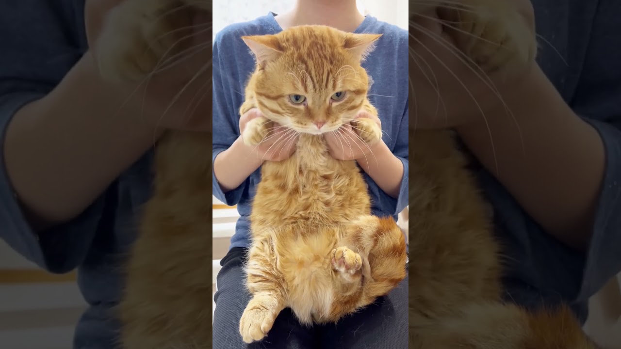 猫と『きつねダンス』を踊るつもりがリズム感が悪すぎて... #shorts