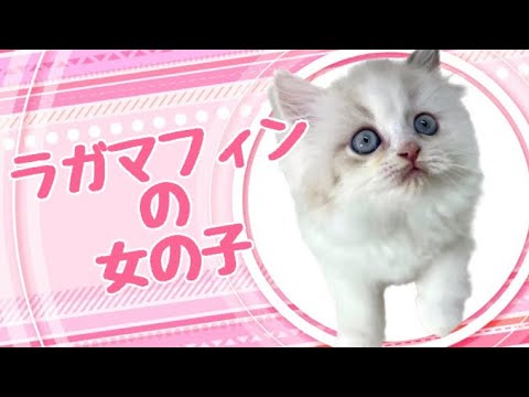 ラガマフィンの子猫　（平野瓜破）