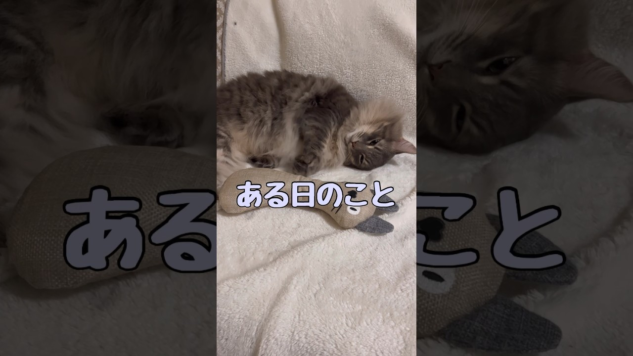 珍しいツーショット #shorts #ノルウエージャンフォレストキャット #アビシニアン #cat #ねこ #猫のいる暮らし