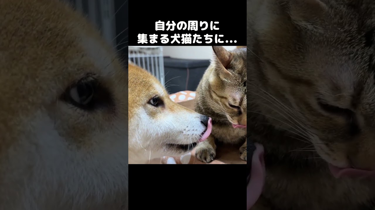 こたつでくつろぐ猫に絡む柴犬と子猫　#shorts