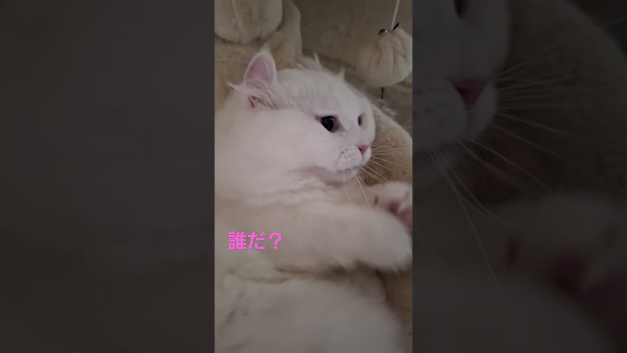【オッドアイ幸せを呼ぶ猫】お友達を警戒するラビちゃん#猫#cat#白猫#キンカロー#shorts