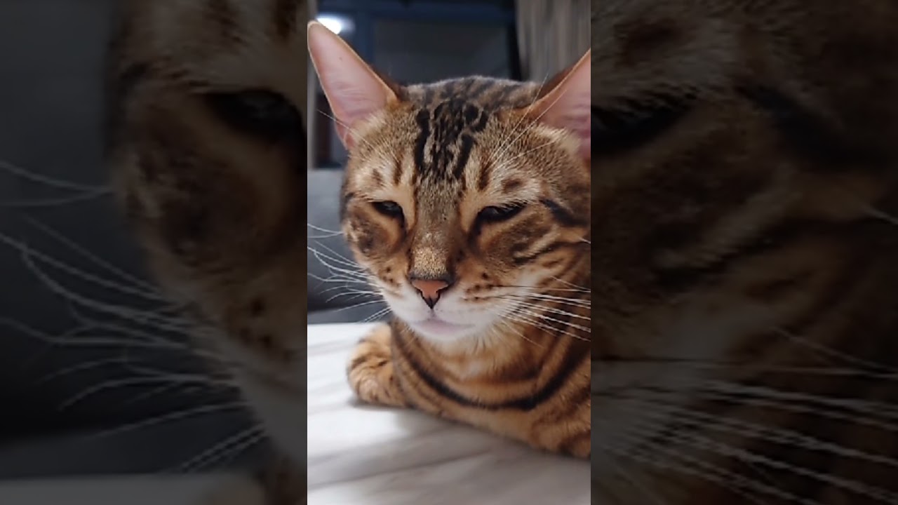 鬼キャンスタイルで瞑想中の猫【ベンガル猫】