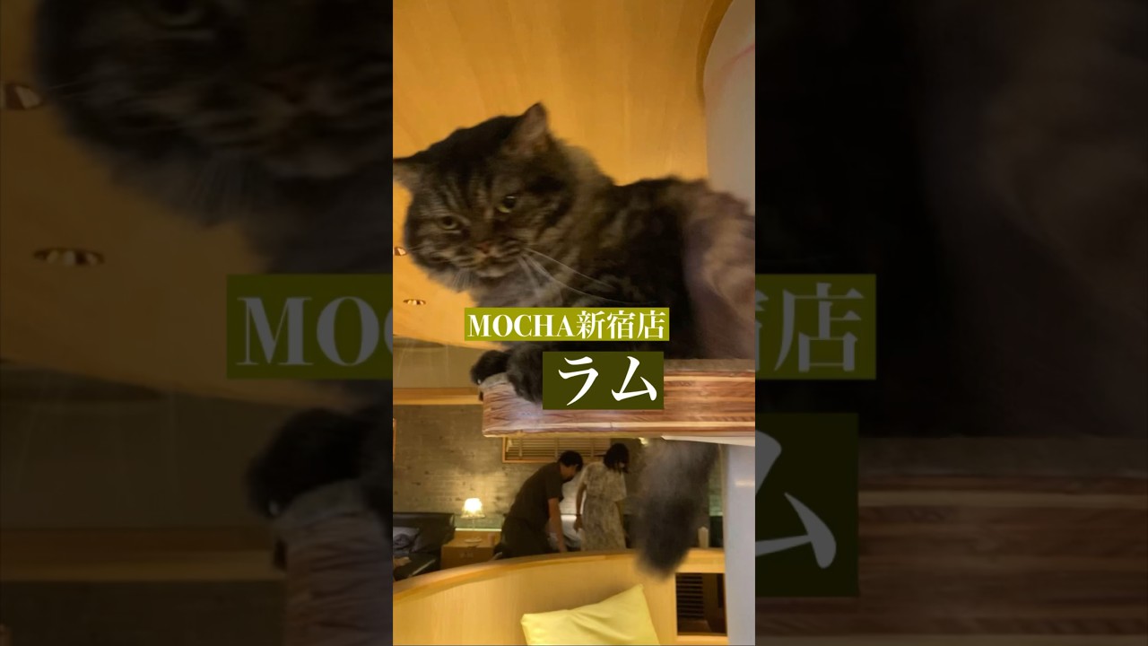 今日の猫カフェにゃんこ　🐱ラム🐱　(スクーカム♀)　#猫カフェモカラウンジ新宿店　2023/8/14撮影　#cat　#ねこ 　#にゃんこ　#ねこカフェ