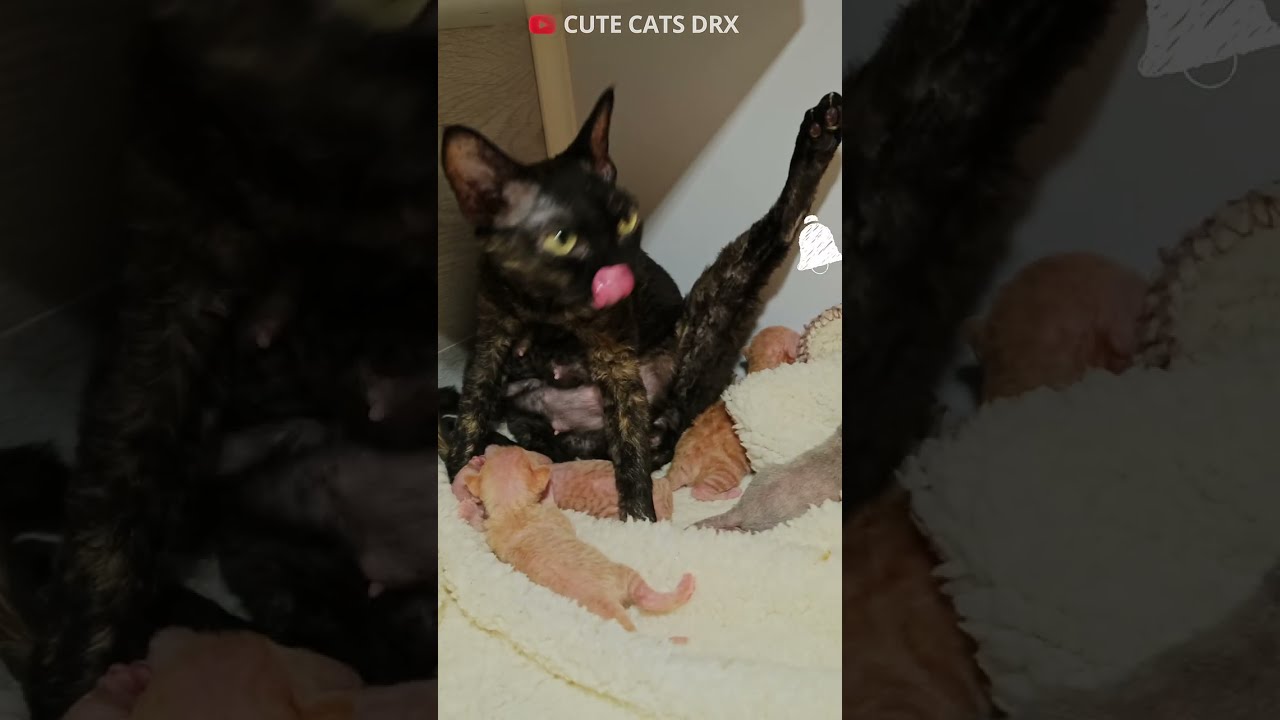 5 Day old kittens Devon rex. Find out what four day old kittens look like! #shortsvideo