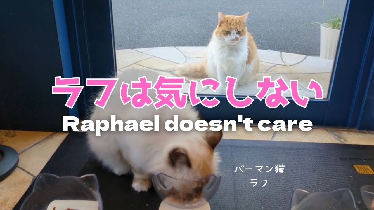 バーマン猫ミカとガブとウリとラフ【ラフは気にしない】Raphael doesn't care（バーマン猫）Birman/Cat