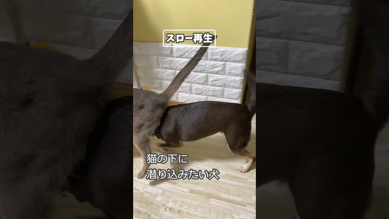 (アビ&チワワ) 猫の下に潜り込みたい犬 #shorts  #abyssinian #chihuahua #チワワ #アビシニアン