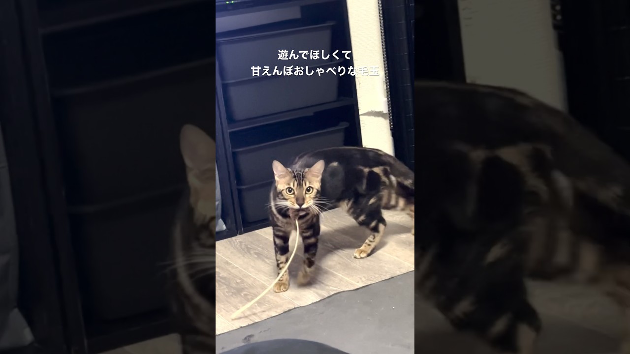 猫じゃらしを咥えたまま鳴き歩く子猫 #shorts #cat #ベンガル