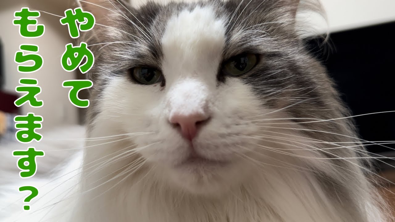なぜか右足を触られたくない猫【メインクーン】