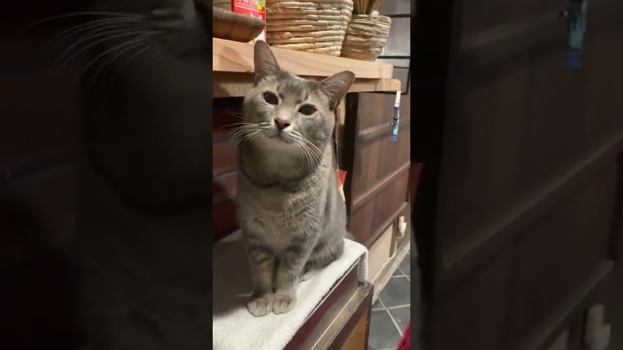 #風の猫　トイレから出て..　食べたい台に乗って..　休憩する猫…　#shorts