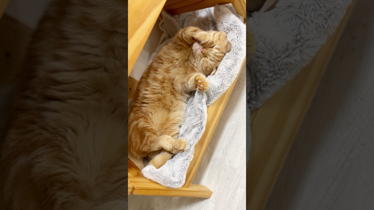 寝床でぐーぐーぐーとはこのことである #猫 #マンチカン #shorts