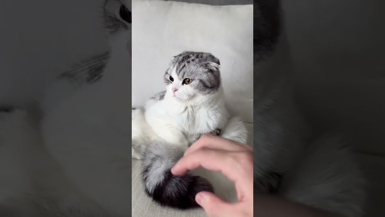 Wow cute cat❤💕#shorts #skibiditoilet