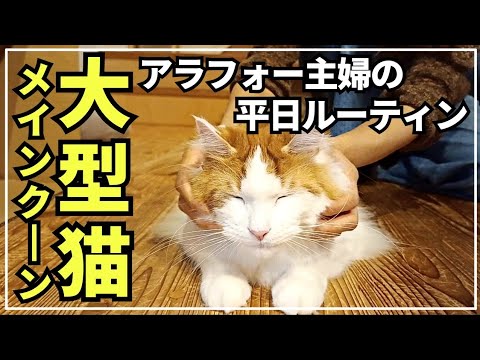 大型猫とアラフォー主婦二人きりの平日はこんな感じ【メインクーン】