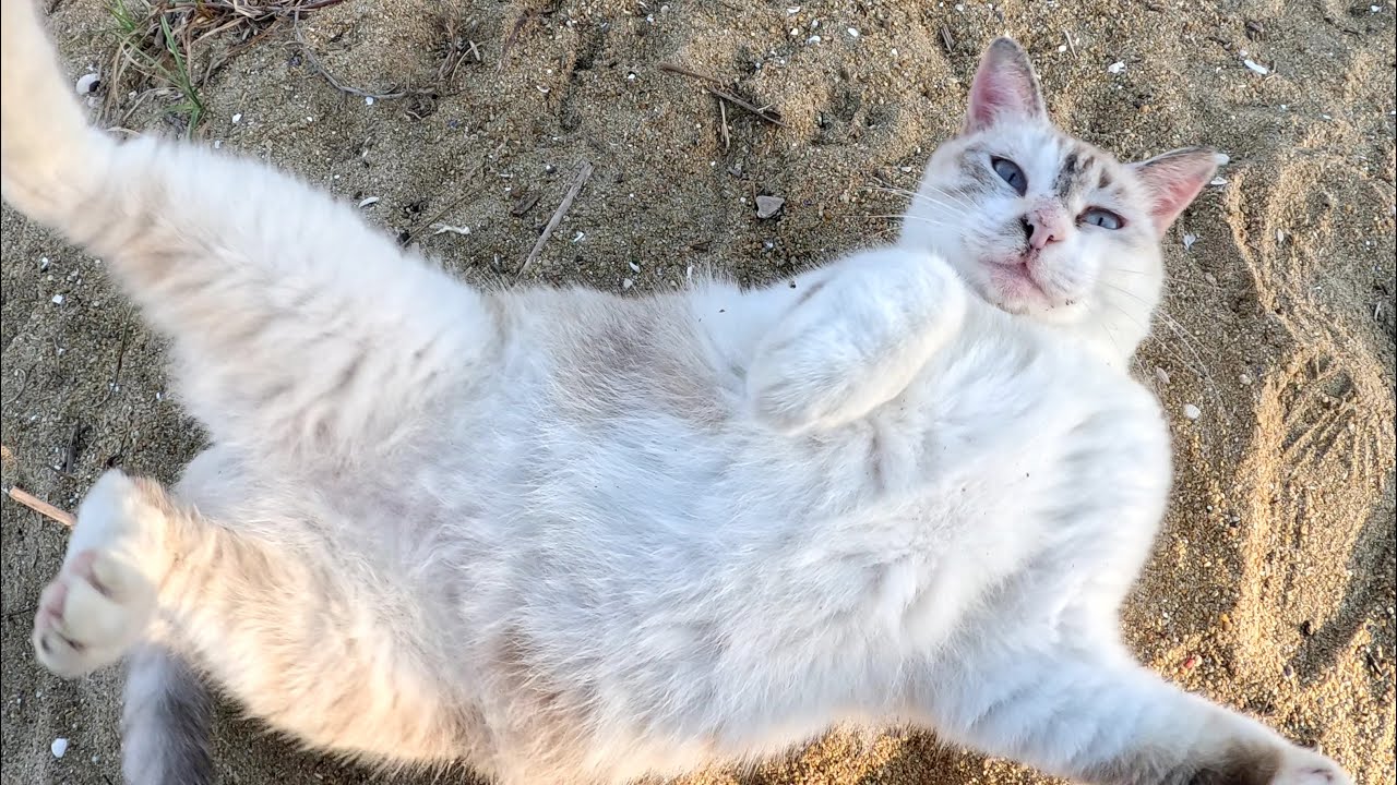 美猫のシャムミックス猫が夕日を浴びながら砂浜で転げ回る