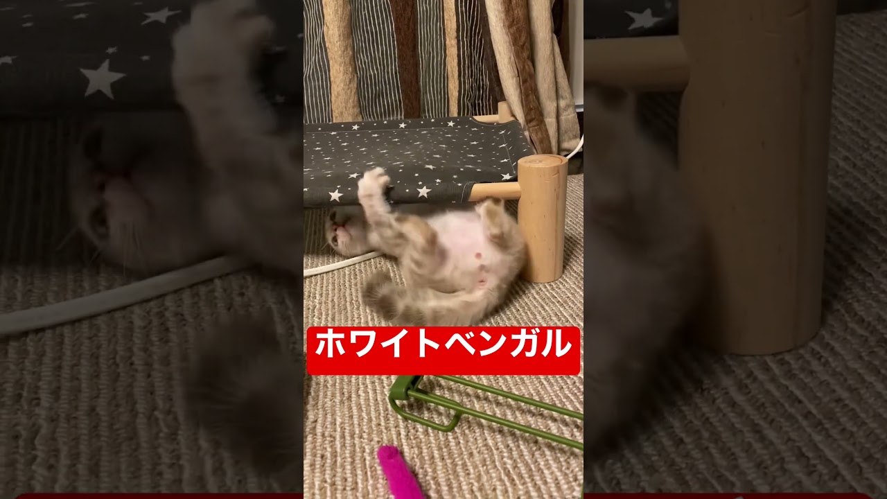 【子猫動画】生後3ヶ月半！　マッスルホワイトベンガル‼︎ 子猫　ベンガル　ホワイトタイガー⁉︎ ネコ動画