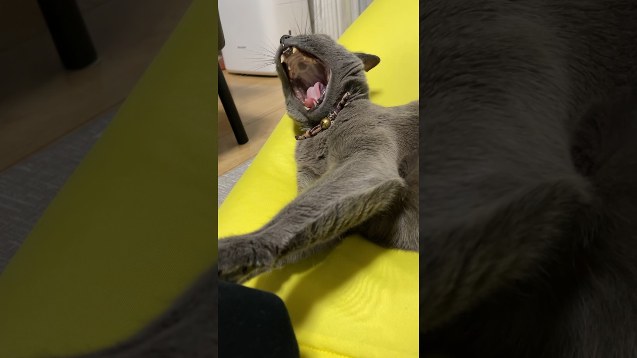 今日のあくび_20231110 #shorts #cat #猫 #ロシアンブルー
