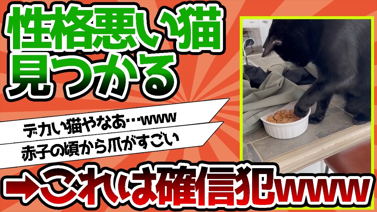【2ch動物スレ】ネッコさん、性格悪かった…これは確信犯ネッコwwww