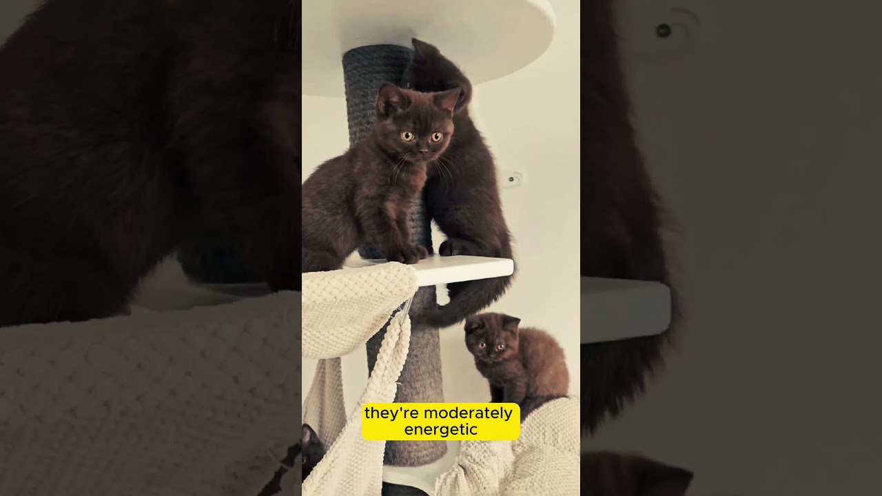 Have you ever seen a brown cat | havana brown   #shorts  #catlover #cats  #cat #catvideos #catshorts