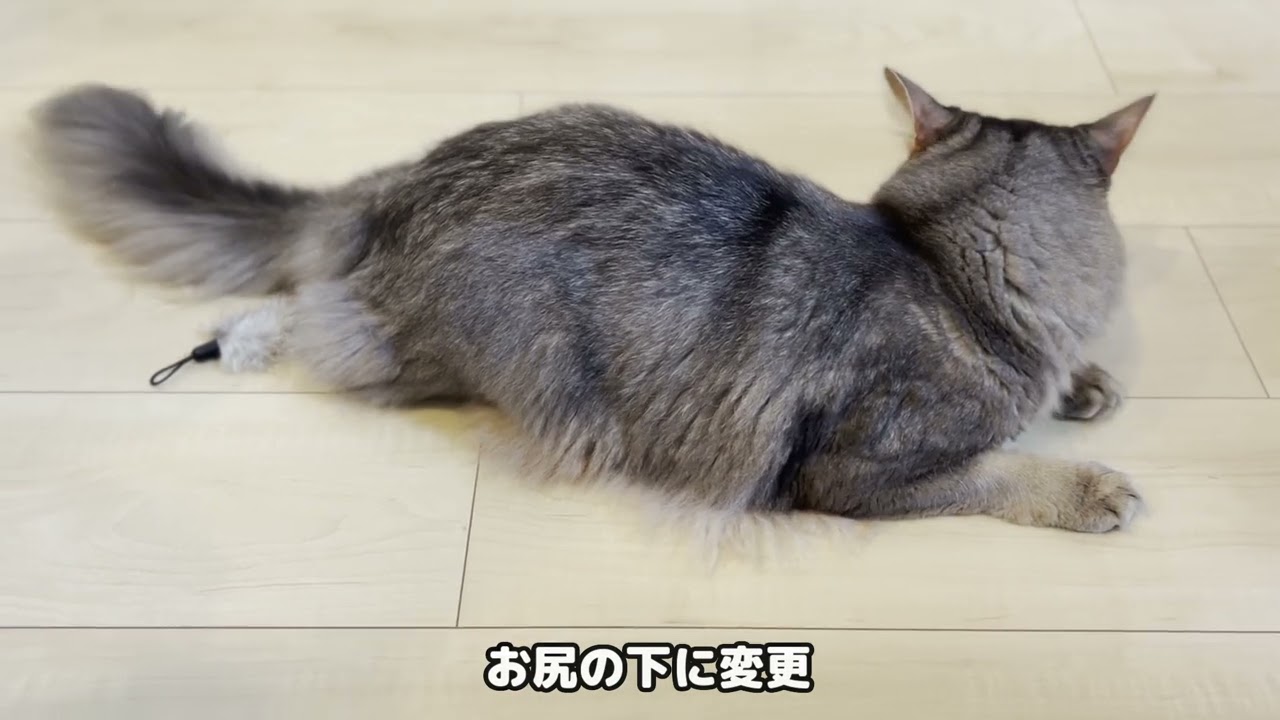 オモチャをお尻で暖めてあげるソマリｗ