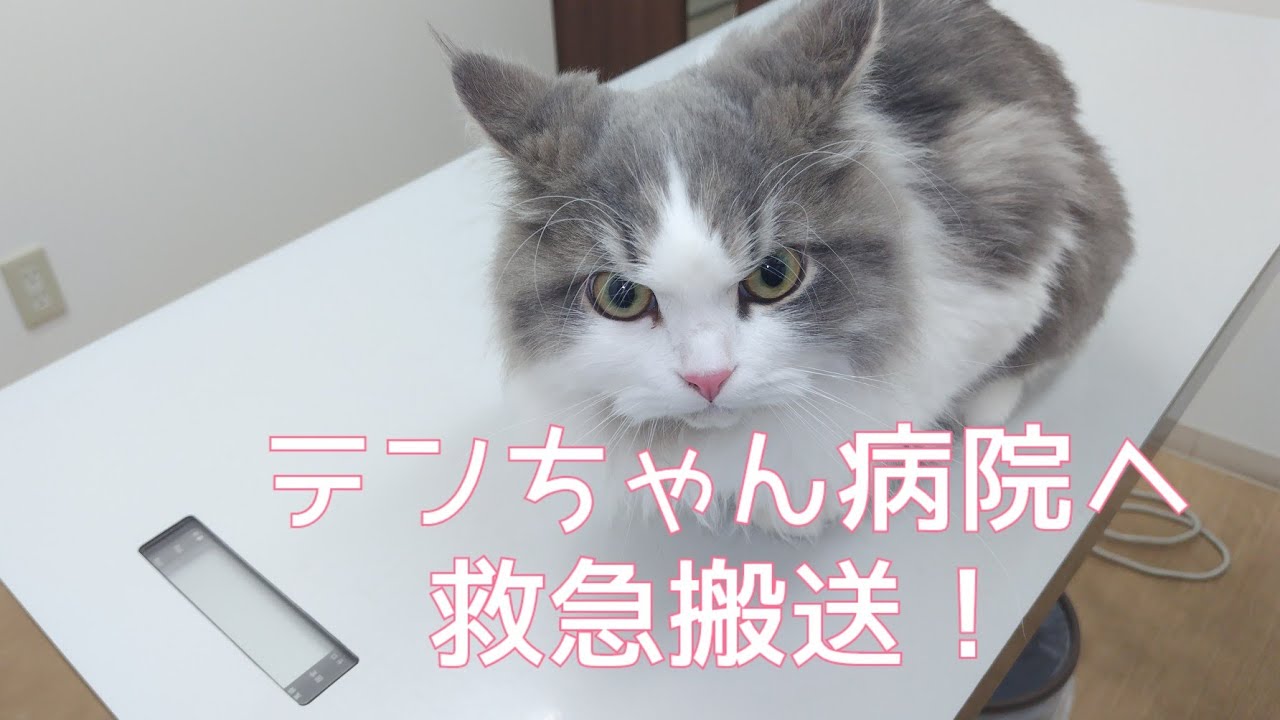 【救急搬送！】サイベリアンのテンちゃんが大変なことになりました…