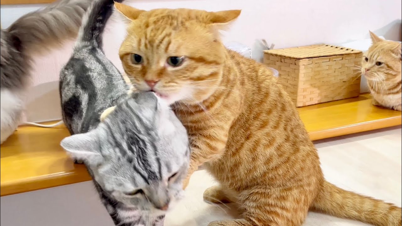 尊敬するお兄ちゃんには一切反抗しない最強クロくん #猫 #マンチカン