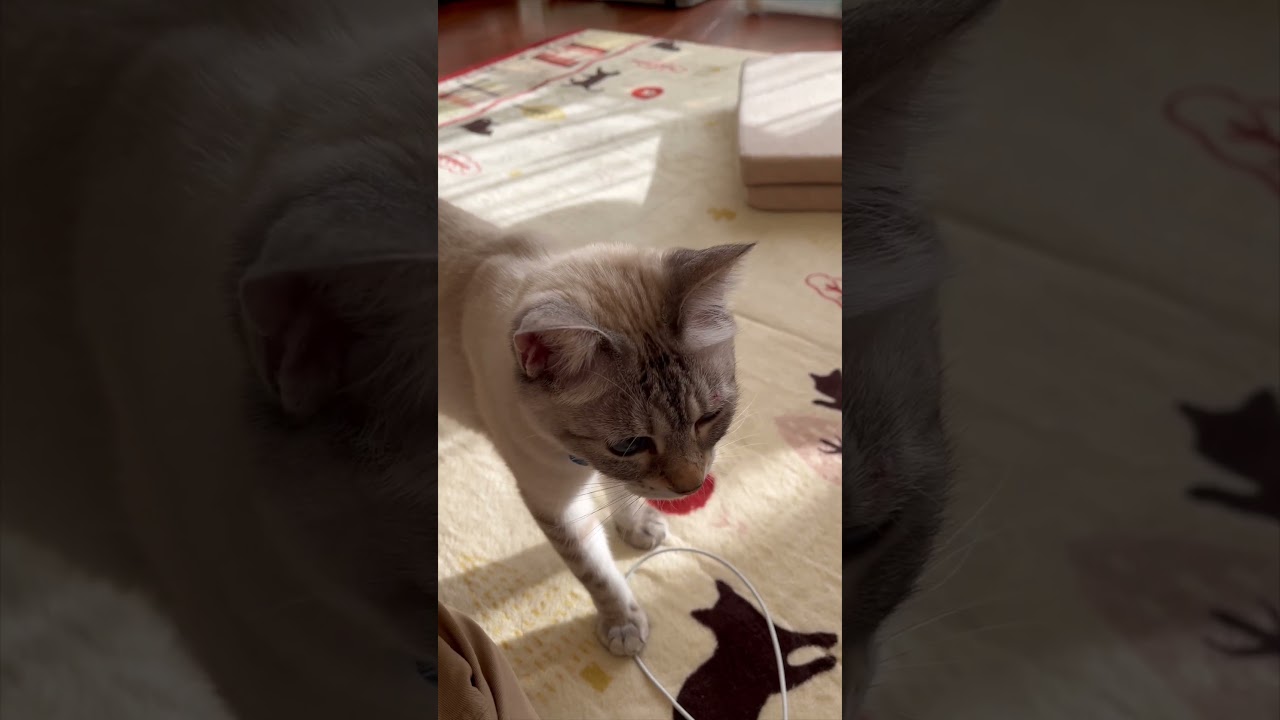 可愛いお誘い　喋る猫　＃Shorts    #シャムmix #保護猫 #cat