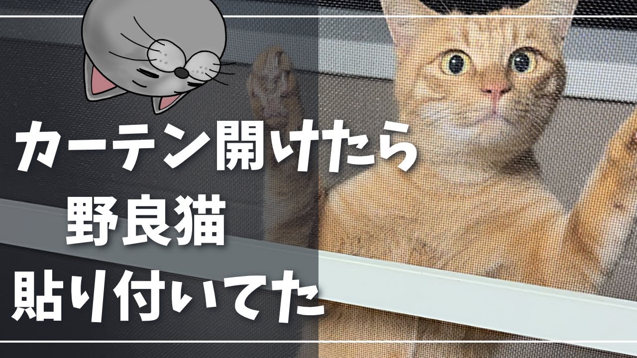 毎日遊びに来る野良猫の圧が日に日に強くなる【ロシアンブルー】