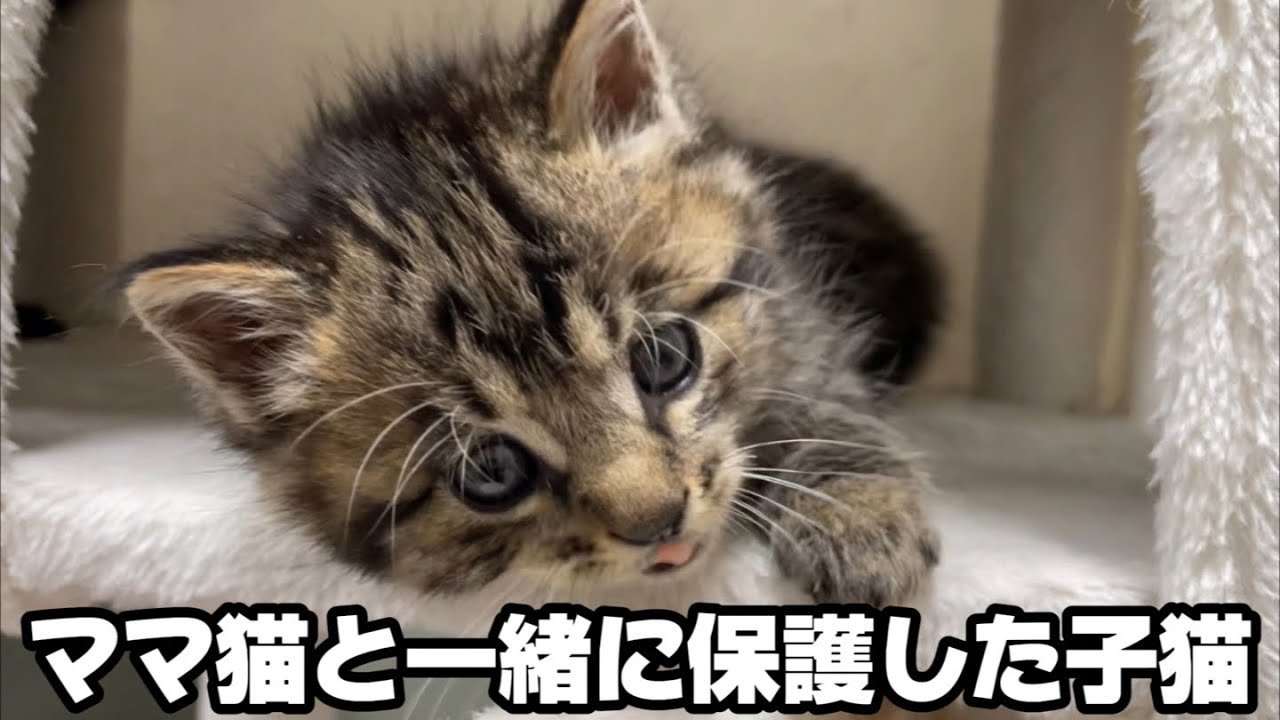 子猫たちの性格に突然現れた個性に幸せな気持ちになりました。
