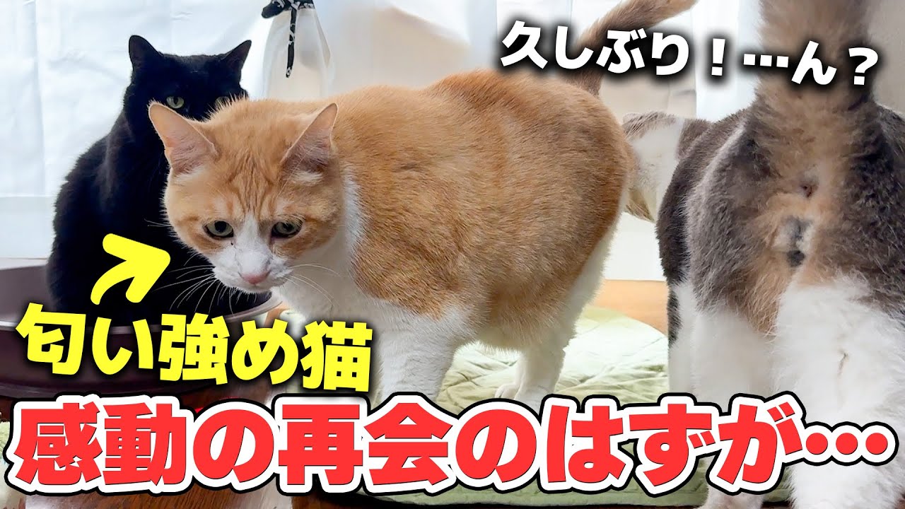 １年ぶりに再会した大好きな猫のお尻の匂いが強烈すぎた結果…